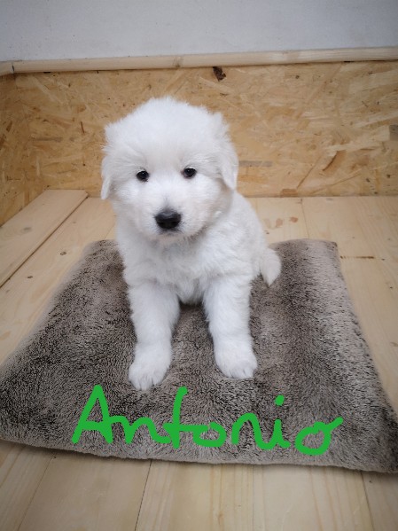 Antonio