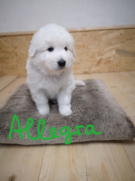 Allegra