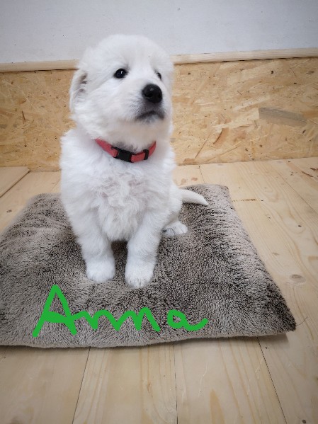Anna