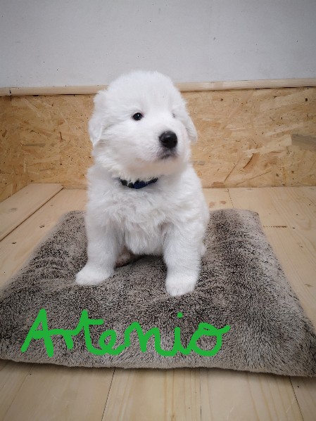 Artemio